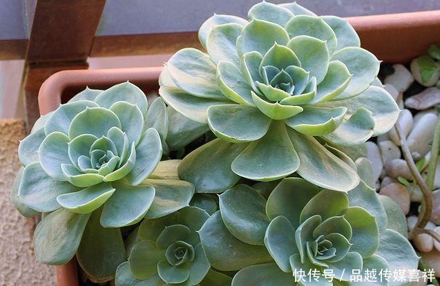 颜值|新手小白不要慌,这几款多肉好看好养又不贵
