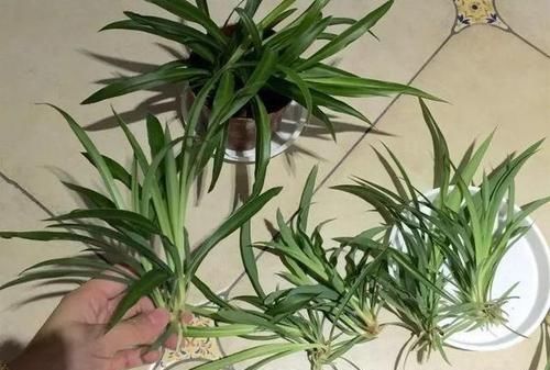  扦插繁殖|聪明人养花，剪1根枝条，2周冒大白根，1盆变10盆，赚了