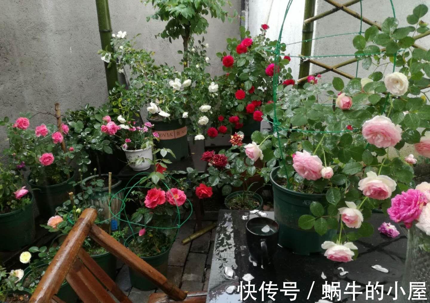 蚂蚁|6种土壤,养花害处大,是黄叶烂根的“罪魁祸首”