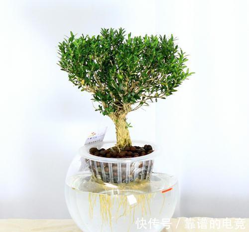 土培|黄杨木盆景——花友们的心头宝