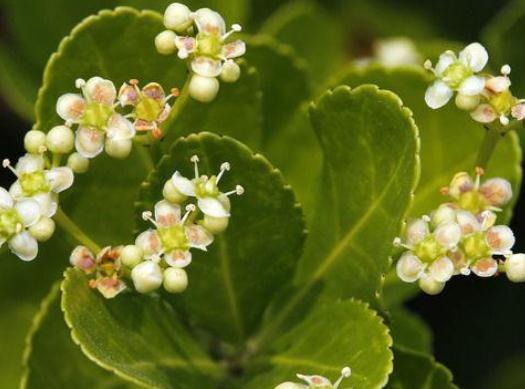 窗口边养“米兰花”，喝点“小饮料”，花朵一开满阳台