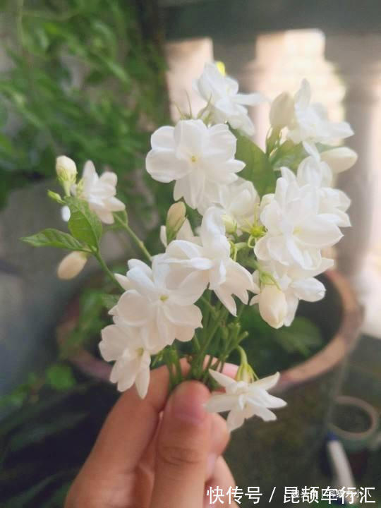 茉莉需润养，这“三位置”留点水，花苞咕噜冒，一次绽放上百朵