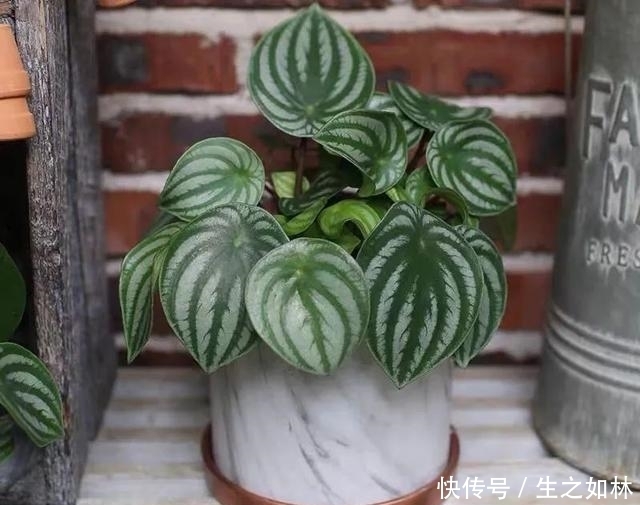 家里养几盆西瓜皮椒草,耐阴又好养,叶片自带花纹,清新又可爱