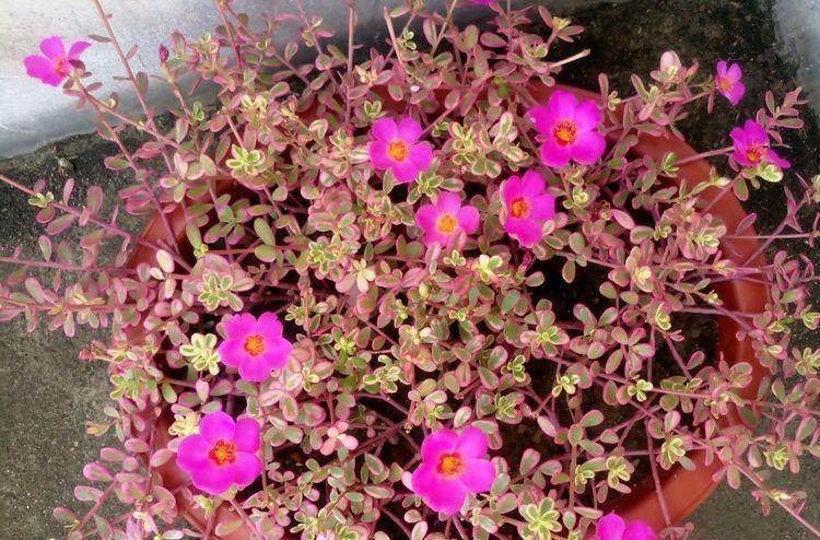 4种花很好养,耐热耐晒更耐旱,比牡丹还美,年年开花美翻