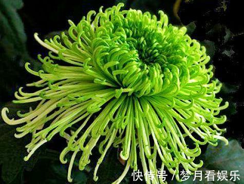 珍稀名菊|喜欢菊花，不如养盆“珍稀名菊”绿窗纱影，似美人秀发，纱影舞魅