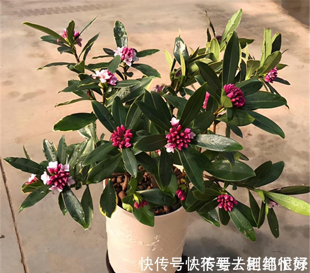 五种“吉祥花”,建议养一盆,不仅寓意好,还利于健康