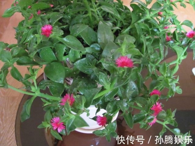 牡丹|牡丹吊兰不仅是花,还是“吃货”的美味,掐个枝插土里,窜了3米