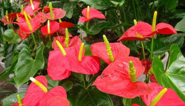 这五种花可以四季常开，一养就爆盆，而且常盛不衰，绝对不容错过