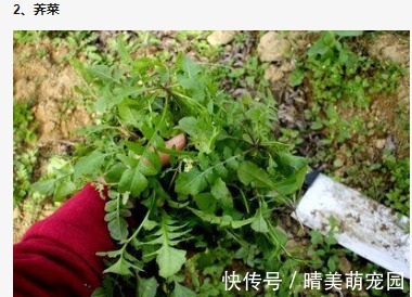 蒲公英花|青菜比肉还贵?立冬后,农村5种时令野菜可以吃了,比春天还鲜嫩