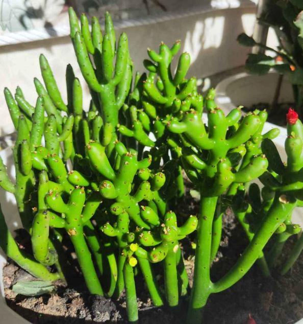 养花：6种“丑八怪”，放在家里能镇宅，养的越久越气派