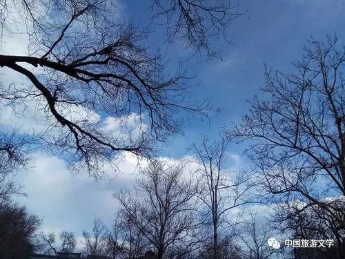  黄河大桥|冬天的树