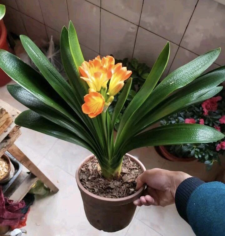 君子兰“养10年”都不烂根,就用了“5个小技巧”,南北方通用