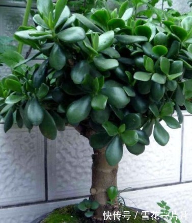 您家里的玉树开花吗,几个步骤,玉树养成老桩,年年开花爆盆
