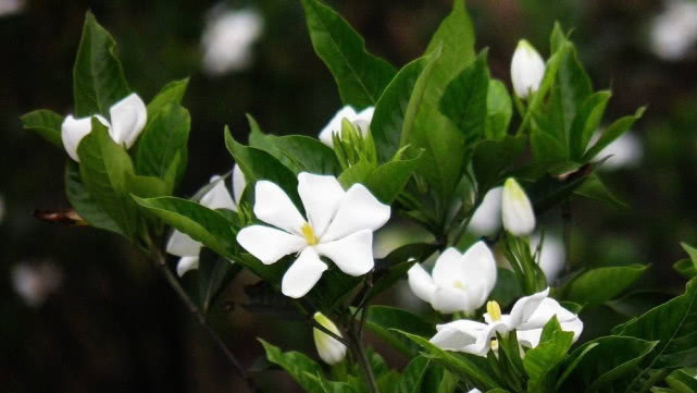 5分钟自制“酸性水”，栀子茉莉喝一口，一到夏天都开花超清香