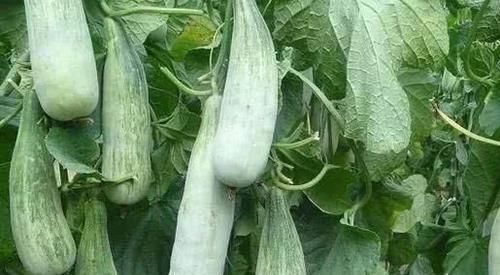 食物|女性养生,要学会坚持吃三种食物,排毒养颜、滋润肌肤