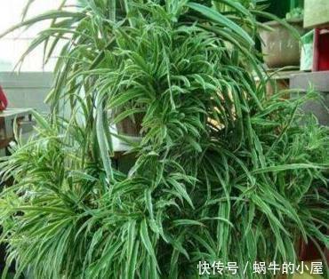 种花|秋天养此3种花,只需要浇点水,越来越旺,长疯了!