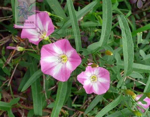 中药大辞典|田旋花，见过吗祛风止痒，止痛治牙痛、神经性皮炎