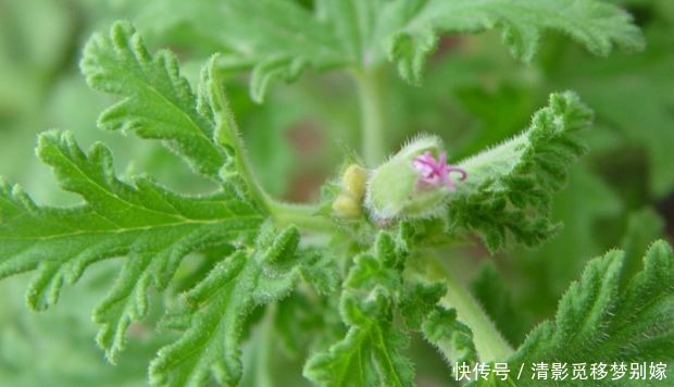 喜欢三角梅,就养盆“高档品种”柠檬黄三角梅,开花爆盆还好养!