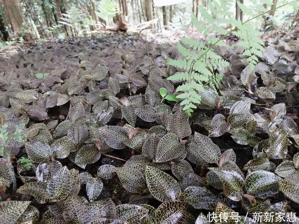 黄金|此草一斤上千元，在民间被誉为“草中黄金”，真有那么神奇吗？