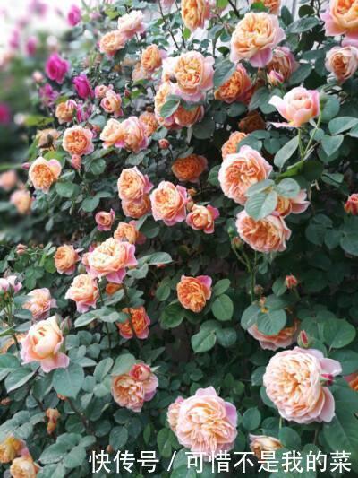 我心目中最值得栽种的10种藤本月季,每一种都很优秀,你喜欢吗