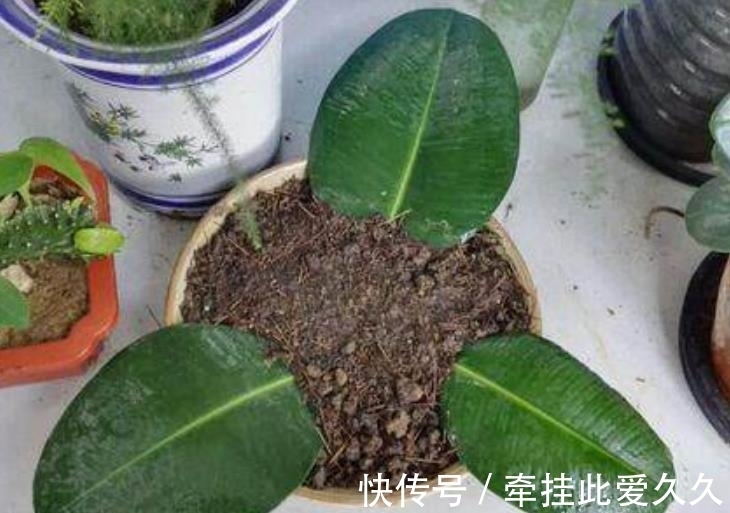 4类花卉,可以拿叶子繁殖,新手也能扦插养活