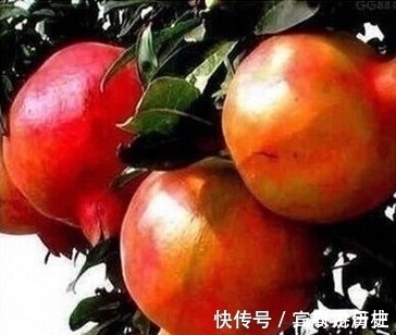 树苗|养花不如栽果树，试试种几款果树，果子大又甜