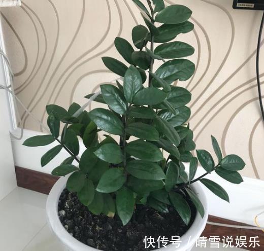 寓意|“2种树”养客厅,有“旺财运”的寓意,不施肥不浇水,一样旺盛