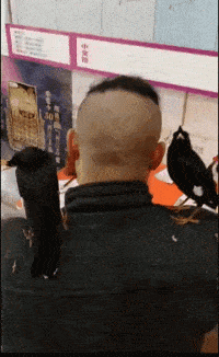 瓷砖|搞笑GIF：大哥，瓷砖不是这样贴的，我一个外行都看不下去了