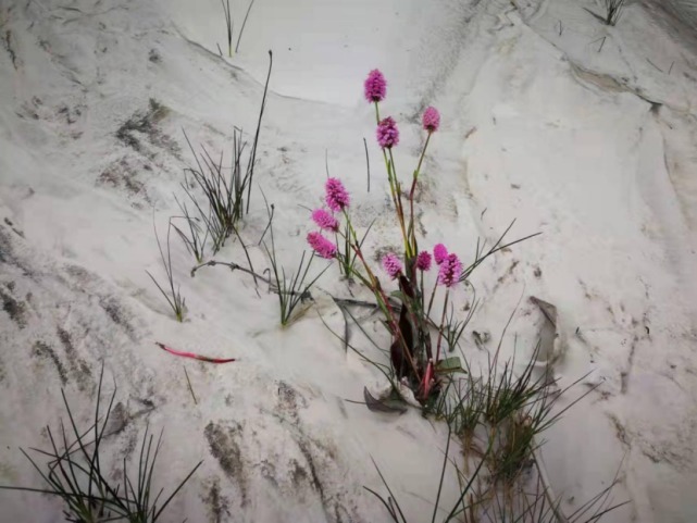 生物|杨向红镜头下的玉龙雪山奇花异草，见证了丽江生物多样性之美