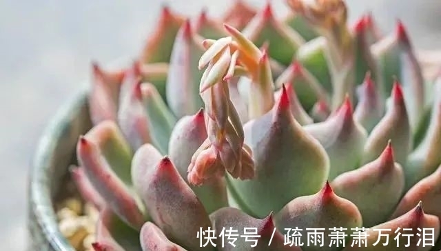 栽种多肉植物,不管状态如何,4大“原则”不要触碰!