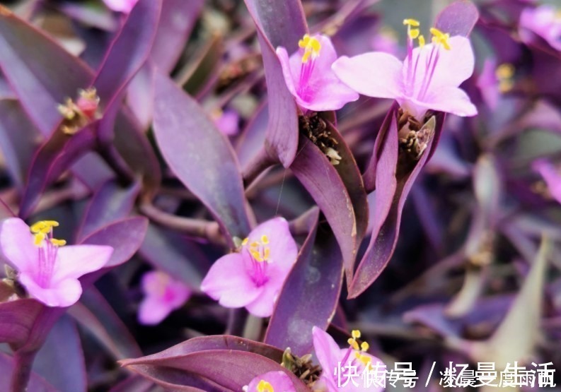 总觉得家里植物开花太少,可以试试这些花,开花量非常大