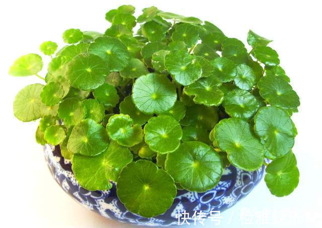 叶片|8种“喜水花”,不怕浇死了,越浇水长得越旺,手不勤养不活