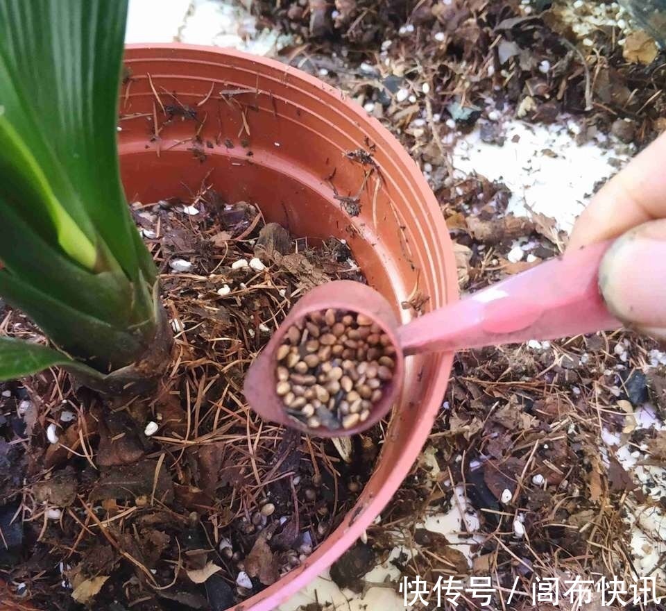 养君子兰，了解4个“原则”，新叶整齐、翠绿，入冬长出花箭