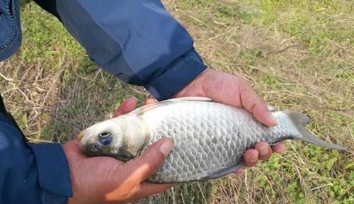 野钓|钓鱼技巧：多种面粉饵料配方，小鱼不沾，大鱼咬钩猛，野钓必备