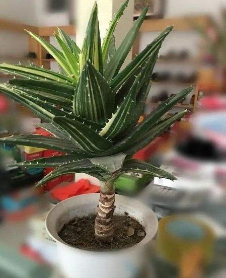 邻居王奶奶是个“芦荟迷”,养成芦荟“老桩”,枝干像胳膊粗