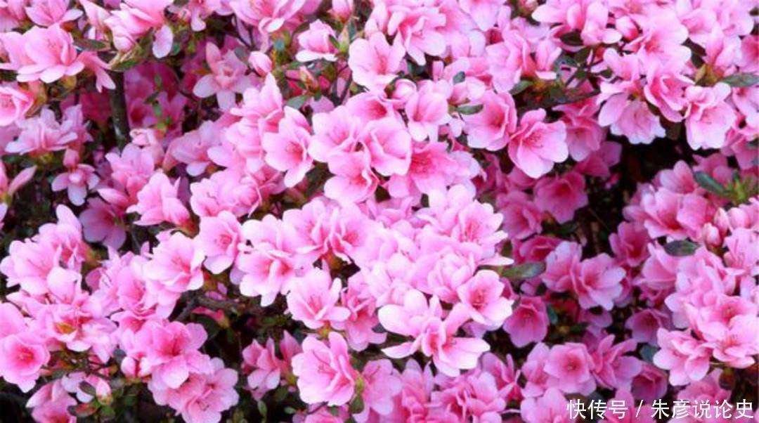 春梦@白居易这首诗看似明如白话,千百年来却争议不断,无人能解释清楚