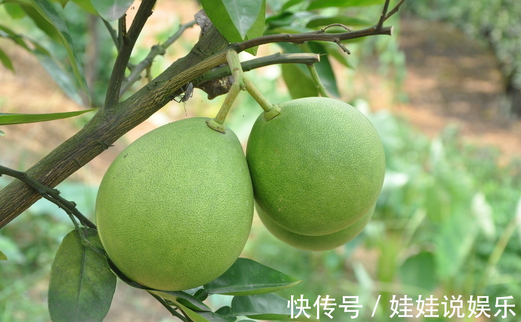 果糖|糖尿病不能吃水果医生提示4种低糖水果放心吃,对身体有好处