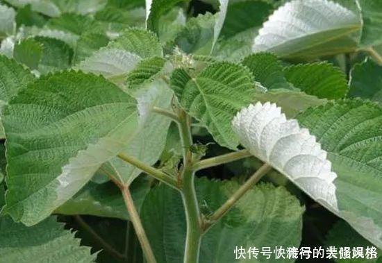 农村全身是“宝”的野草,曾经被用来喂猪,殊不知价值珍贵用途多