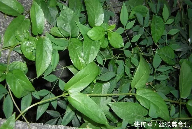 植物|此植物,闻着有一股鸡屎味,吃起来却又清香回甘,咳嗽一吃就见效