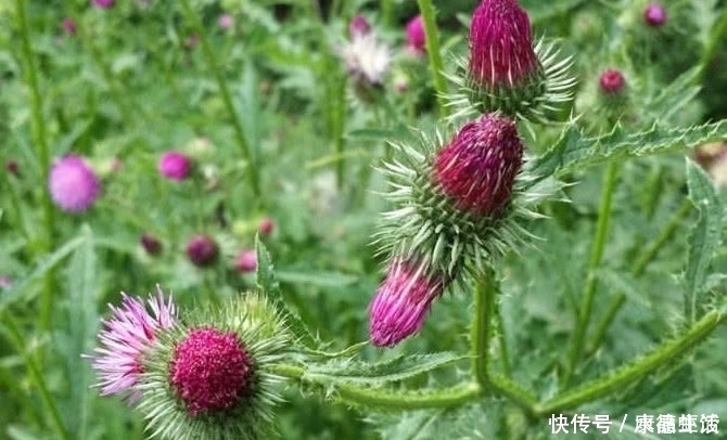 植物|農村有一種植物,農村很喜歡采摘來掛門上,關鍵時刻還能救命?