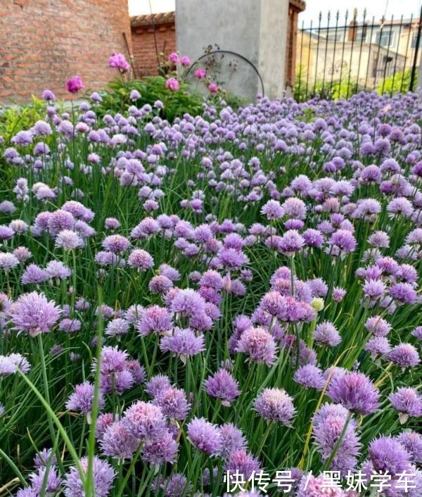 “葱”开花也可以很美,黑龙江花友养的葱火了,大家都说头一次见!