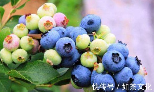 叶黄素|对眼睛最好的4类“食物”,基本家家户户都有,为健康早知早受益