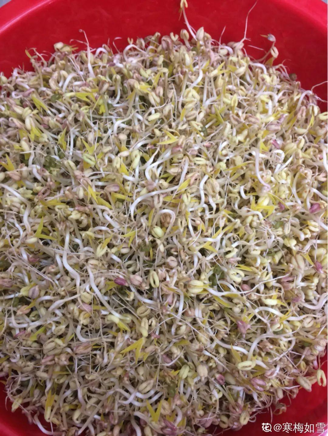 1个塑料瓶,居然有8种养花方法,省钱又好用!