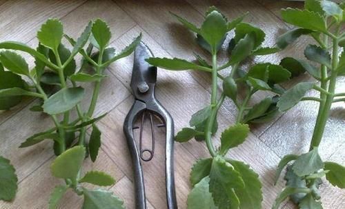 秋天扦插5种花,不用生根粉也能快速生根,养两年成养花大户