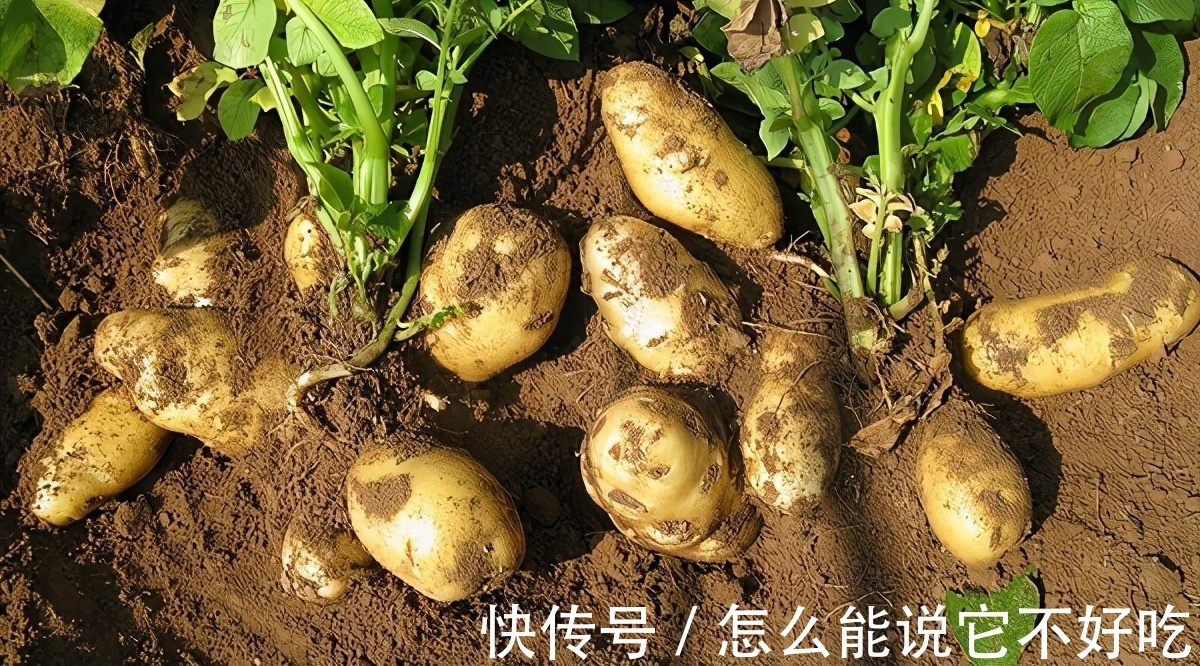 舅妈|父亲是百万富翁，“鬼脸少女”却满身伤疤，宁流浪吃垃圾也不回家