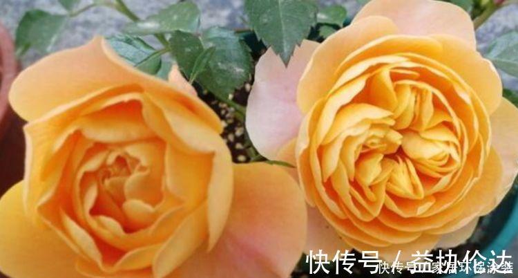 茉莉花|养花就养个花期长的,花大色艳,花团锦簇,比牡丹还美