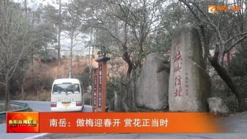 南岳：傲梅迎春开 赏花正当时