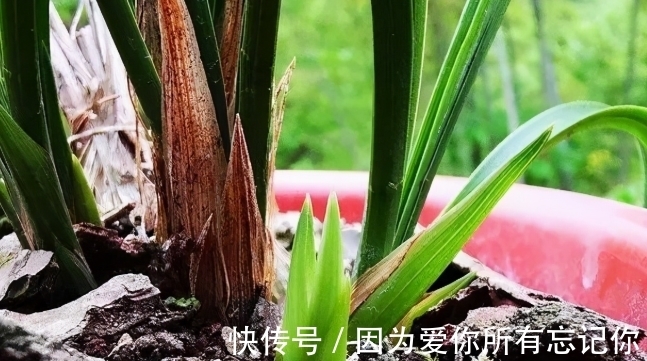兰花凋谢后,早做3件事,新芽还比老苗多