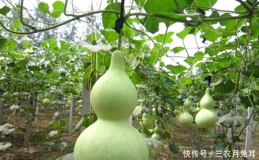 种植的葫芦还没长大,好些小葫芦脐部就腐烂了,是怎么回事?