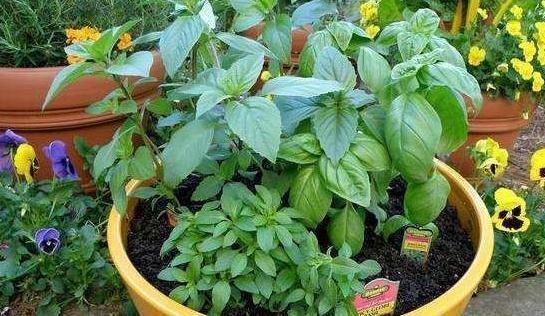 养花就浇5种水,养分足,防病害,啥花都喜欢,你用过吗